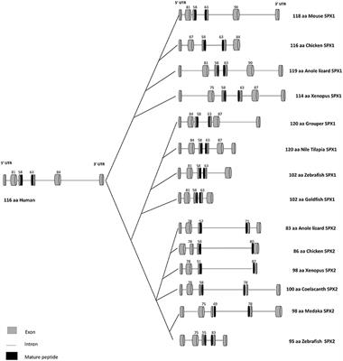Evolution of Structural and Functional Diversity of Spexin in Mammalian and Non-mammalian Vertebrate Species